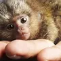Породы маленьких обезьян с названиями