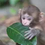 Породы маленьких обезьян с названиями