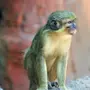 Зеленая обезьяна