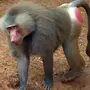 Как выглядит гамадрил обезьяна