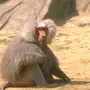 Как выглядит гамадрил обезьяна