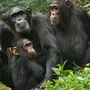 Категория Шимпанзе