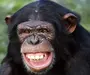 Шимпанзе хвост
