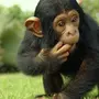 Шимпанзе Хвост