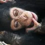 Шимпанзе хвост