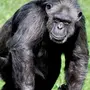 Категория Шимпанзе