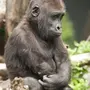 Плачущая обезьяна