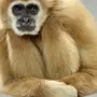 Плачущая обезьяна