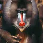 Фотка бабуина