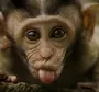 Картинки с обезьянами прикольные смешные с надписями