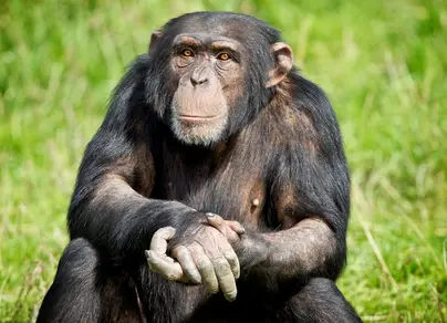 Картинки шимпанзе