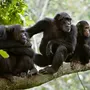 Картинки Шимпанзе