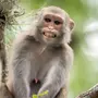 Картинки Шимпанзе