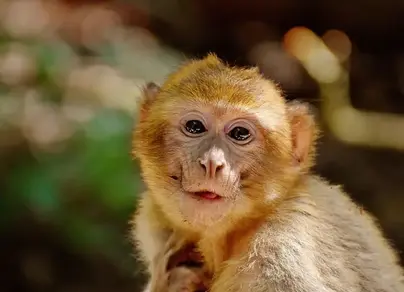 Самые красивые обезьяны в мире