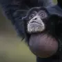 Лохматая обезьяна