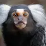 Лохматая обезьяна