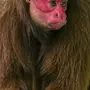 Лысые обезьяны