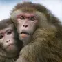 2 обезьяны
