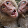 2 обезьяны