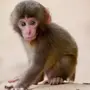 Включи картинки обезьян