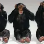 Включи картинки обезьян