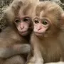 Включи фотки обезьянок