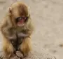 Глупая обезьяна