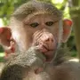 Глупая обезьяна