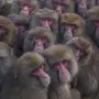 Много обезьян