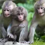 Картинка три обезьяны