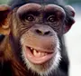 Картинка обезьяна показывает язык