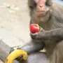 Обезьяна ест банан