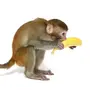 Обезьяна ест банан