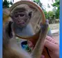 С 8 марта картинки с обезьяной