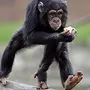Лапа обезьяны картинки