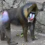 Бабуин сзади