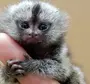 Пальчиковая обезьянка