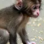 Маленькие обезьянки