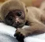 Милая обезьянка