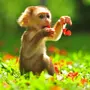 Милая обезьянка