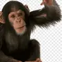 Думающая обезьяна картинки