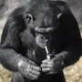 Курящая обезьяна