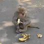 Обезьяна С Бананом Картинки