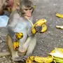 Обезьяна с бананом картинки