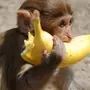 Обезьяна с бананом картинки