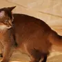 Кошка породы сомали