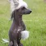 Китайская лысая собака