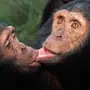 Губы обезьяны