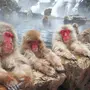 Японские макаки в горячих источниках