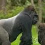 Большие обезьяны